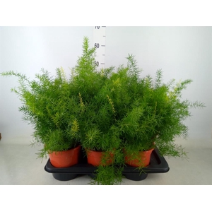 Asparagus dens. 'Sprengeri'