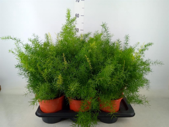 <h4>Asparagus dens. 'Sprengeri'</h4>