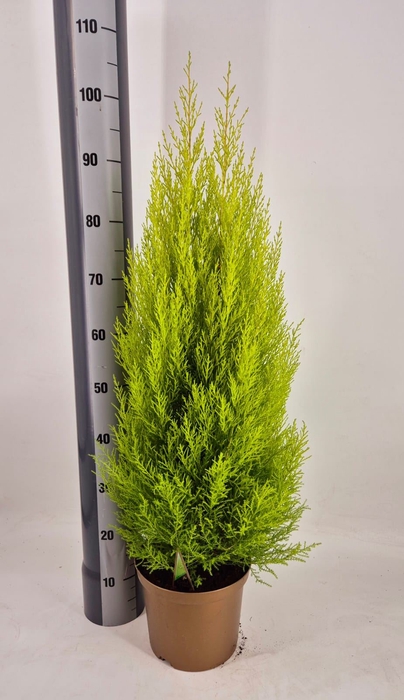 <h4>Cupressus macro. 'Goldcrest Wilma'</h4>