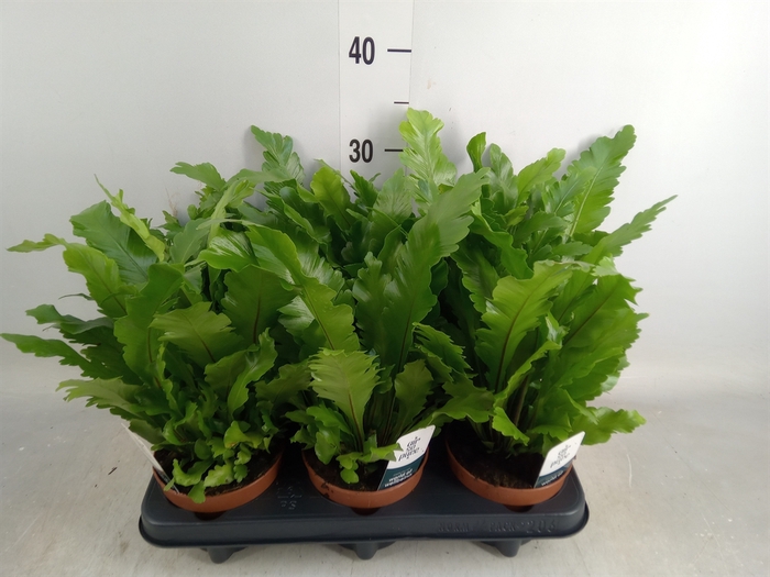 <h4>Asplenium nidus 'Campio'</h4>