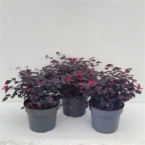 Loropetalum chin. 'Black Pearl'® - 'Colours in Shape'