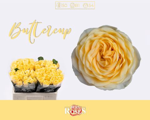 <h4>R Gr Buttercup Berg A2</h4>