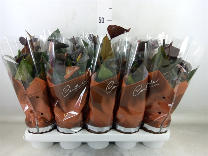 <h4>Anthurium  'Black Love'</h4>