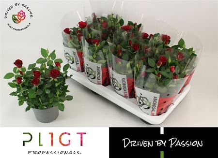 <h4>Rosa Scarlet Mercedes Kordana</h4>