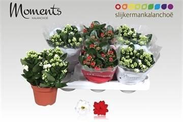 <h4>KAL GE GEM 2 KL</h4>