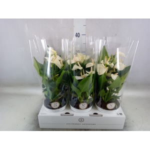 Anthurium andr. 'White Champion'