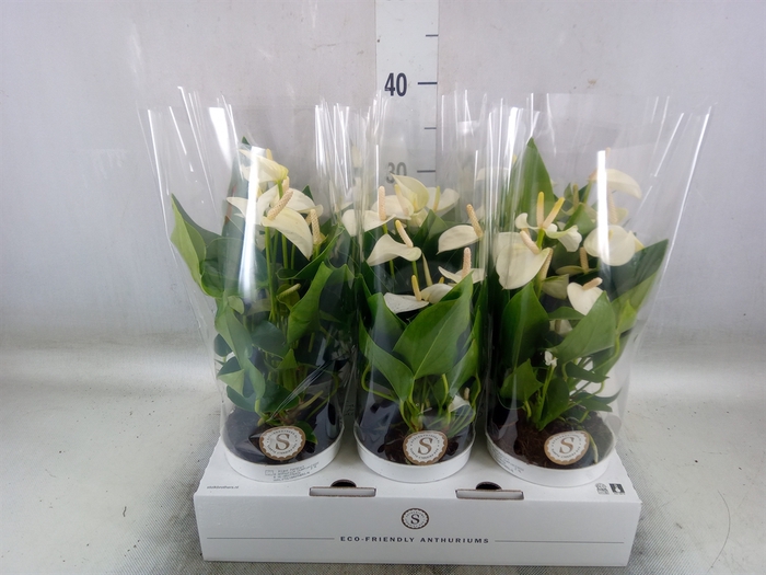 <h4>Anthurium andr. 'White Champion'</h4>