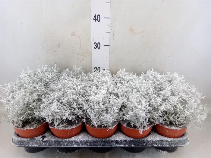 <h4>Leucophyta brownii</h4>