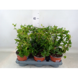 Hedera helix 'Shamrock'
