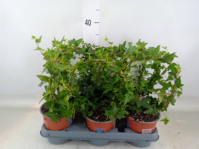 <h4>Hedera helix 'Shamrock'</h4>