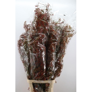 Rosa Corallo 120cm Ptk