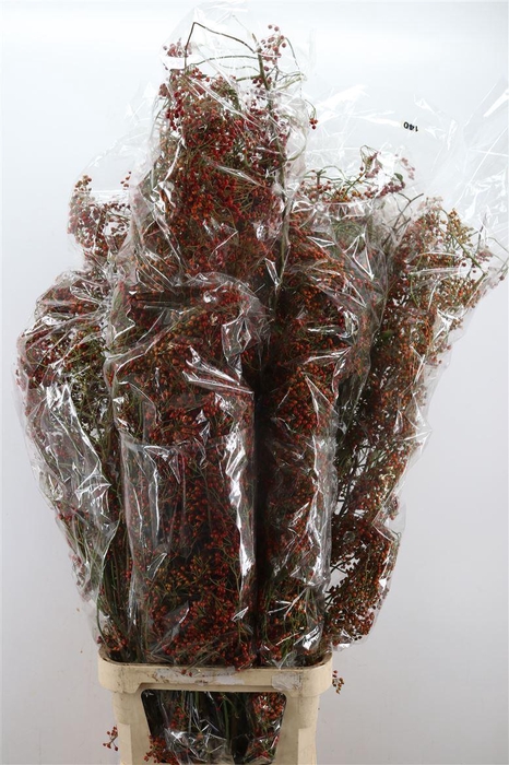 <h4>Rosa Corallo 120cm Ptk</h4>