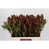 Leucadendron Senorita Spray