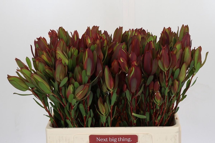 <h4>Leucadendron Senorita Spray</h4>