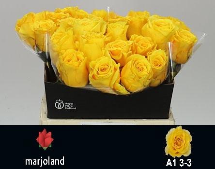 <h4>R GR PALMARES!</h4>