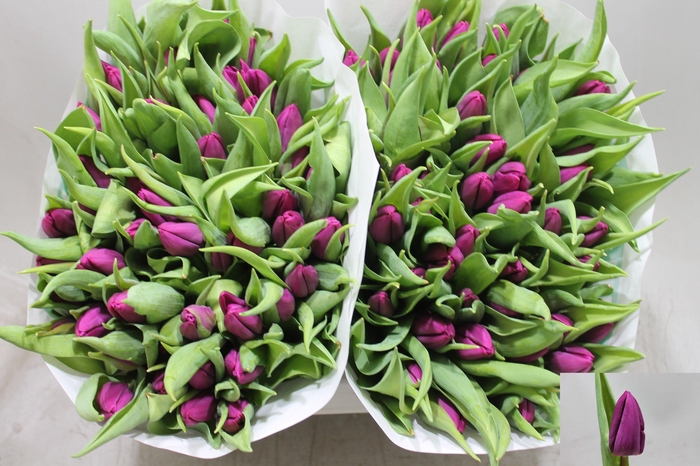 <h4>TU EN PURPLE PRINCE</h4>