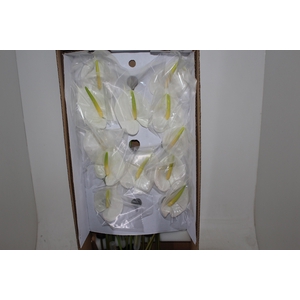 ANTHURIUM PRESENCE 9/11 035 CM DIAM MIN 9 CM BRANCO