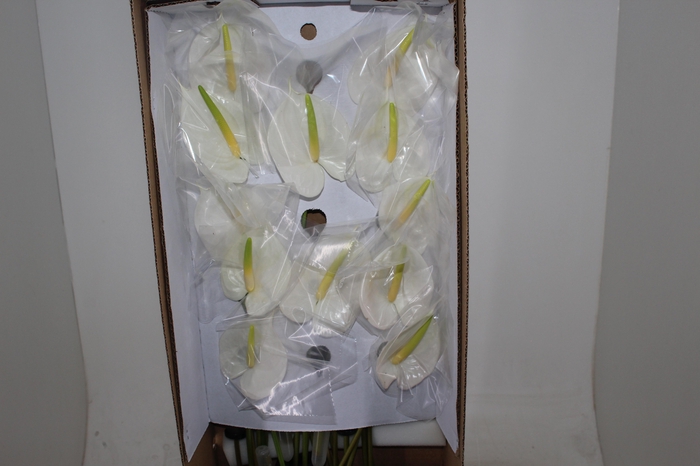 <h4>ANTHURIUM PRESENCE 9/11 035 CM DIAM MIN 9 CM BRANCO</h4>
