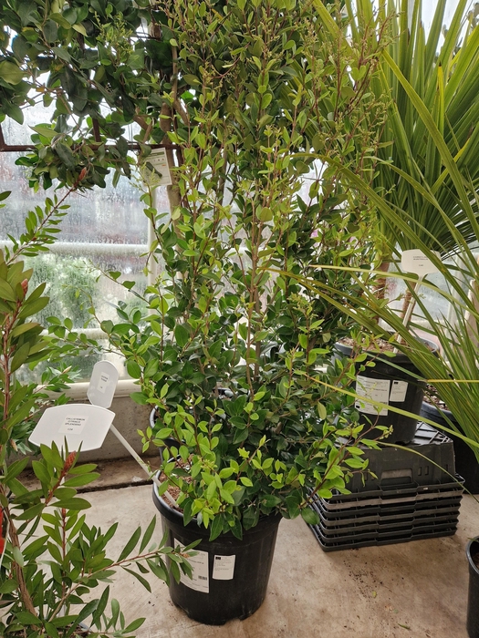 <h4>LIGUS JAPONICUM</h4>