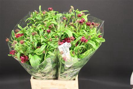 <h4>Ran Moderna Vega</h4>