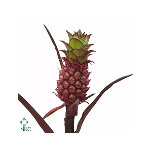 Ananas Pineapple Middle x15