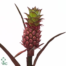 <h4>Ananas Pineapple Middle x15</h4>
