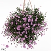 BRACH STRAWBER PINK