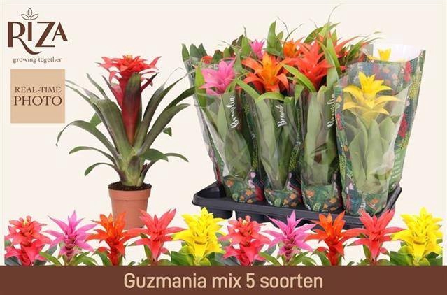 <h4>GUZM GEM 5 SRT</h4>