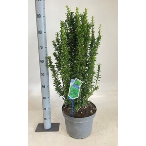 EUONYMUS JA MICROPHY