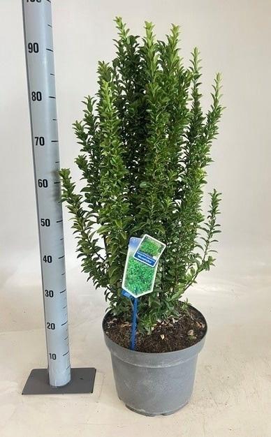 <h4>EUONYMUS JA MICROPHY</h4>