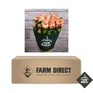 R GR PRINCESS CROWN (BOX)