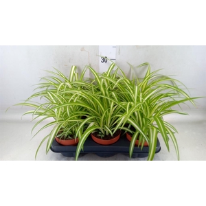 Chlorophytum com. 'Variegatum'