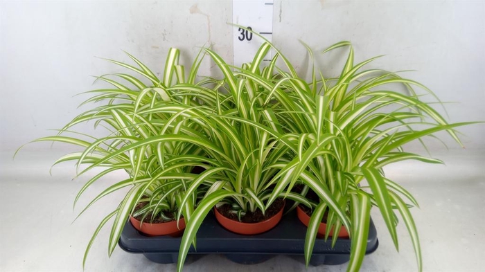 <h4>Chlorophytum com. 'Variegatum'</h4>