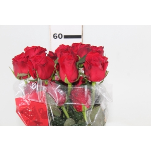 ROSA FREEDOM 060 CM ESTUFA