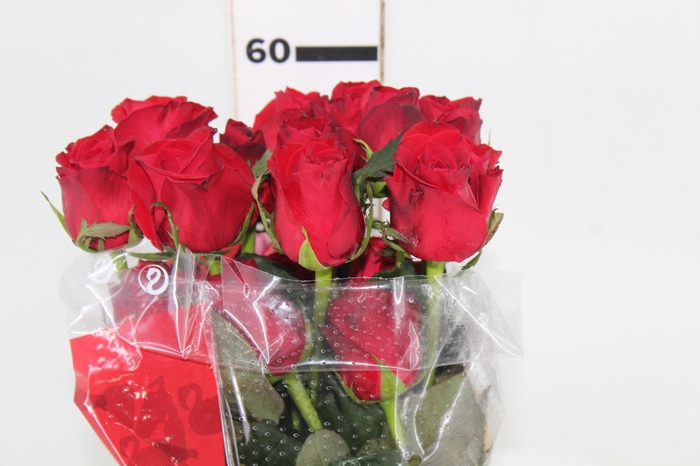 <h4>ROSA FREEDOM 060 CM ESTUFA</h4>