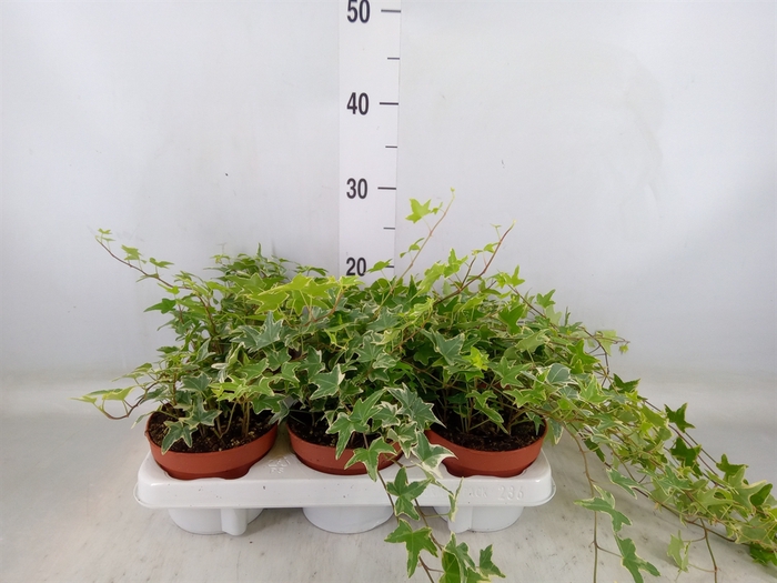 <h4>Hedera helix 'Mona Lisa'</h4>