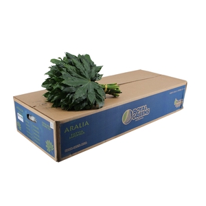 Aralia 35 Bq