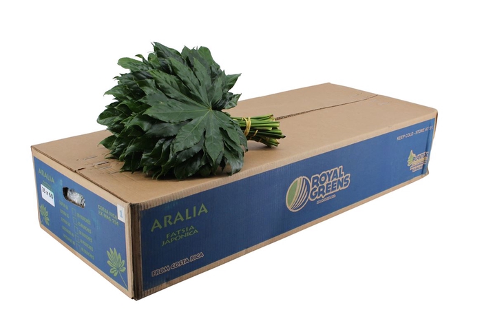 <h4>Aralia 35 Bq</h4>