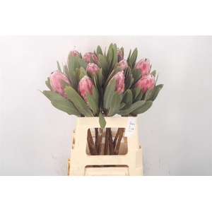 Protea Pink Ice