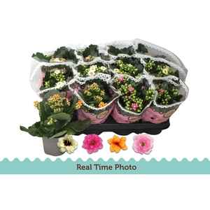 KAL GE GEM TWEEKL BL