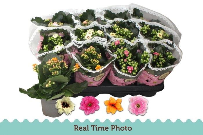 <h4>KAL GE GEM TWEEKL BL</h4>