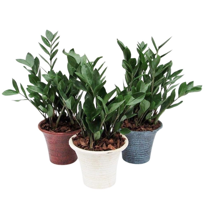 <h4>Zamioculcas in hosta small mix met schors</h4>