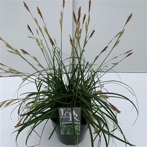 Graminées Carex 'Everlime'