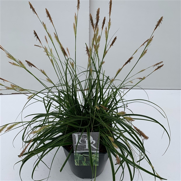 <h4>Graminées Carex 'Everlime'</h4>