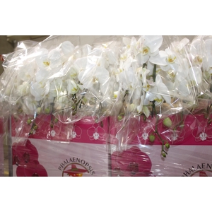 PHALAENOPSIS CASCATA P15 BRANCO 2 HT