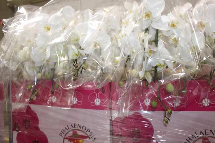 <h4>PHALAENOPSIS CASCATA P15 BRANCO 2 HT</h4>