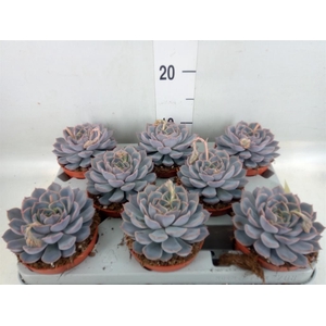 Echeveria  'Orion'