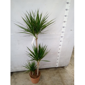 Dracaena marg.