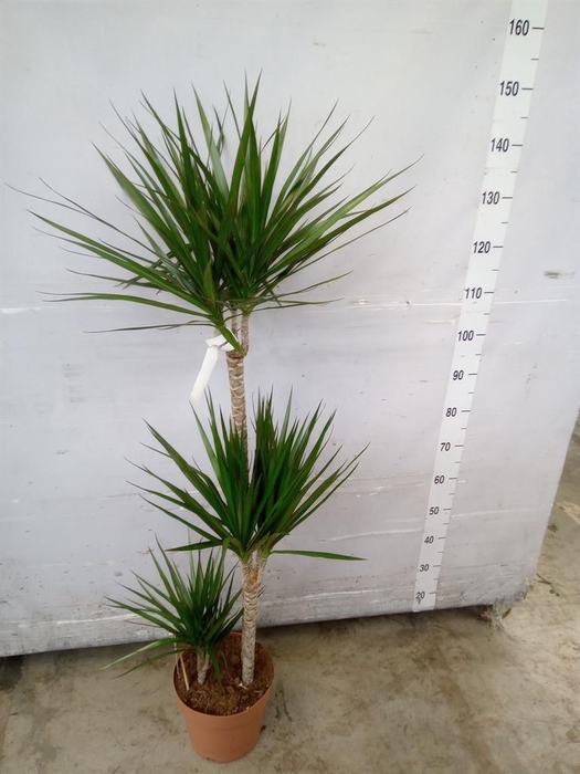 <h4>Dracaena marg.</h4>