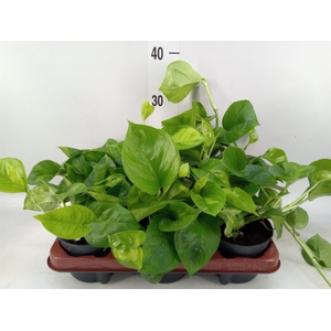 Epipremnum pinn. 'Global Green'